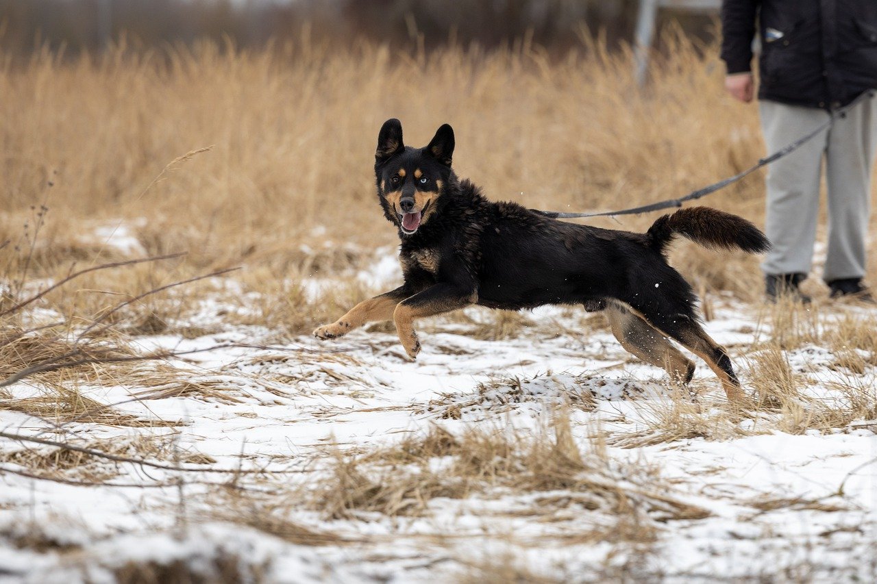 The Emotional Journey of Adopting a Rescue Dog